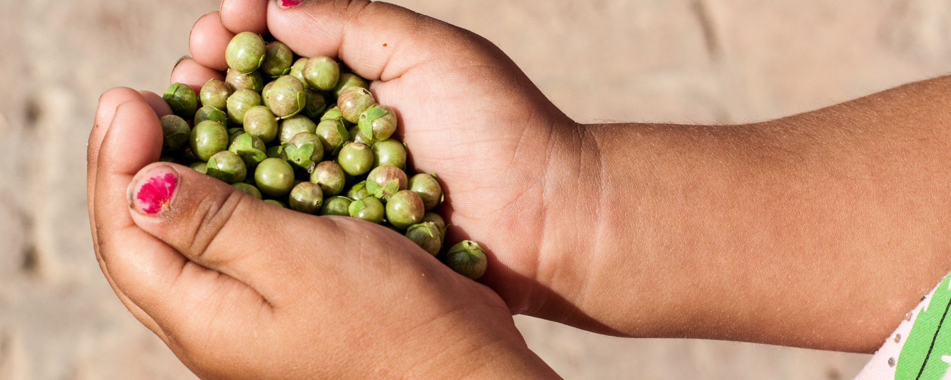 A girl is holding pods/balls of the Myrtle (henna) plant