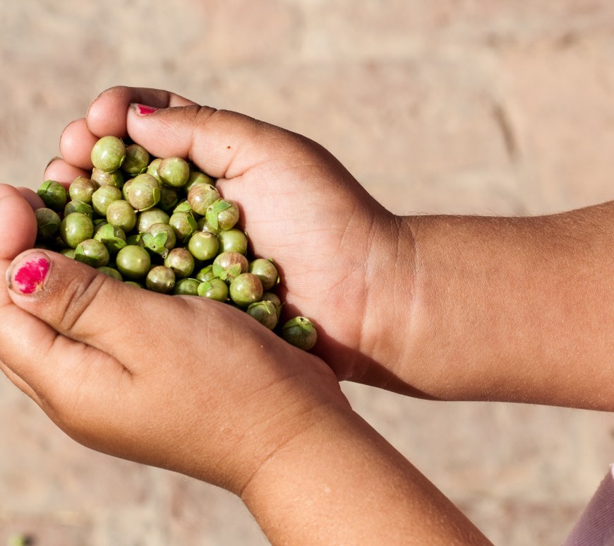 A girl is holding pods/balls of the Myrtle (henna) plant